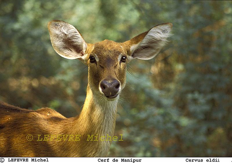 188 Cerf de Manipur.jpg - Cerf de Manipur - Cervus eldii eldii - Rajasthan